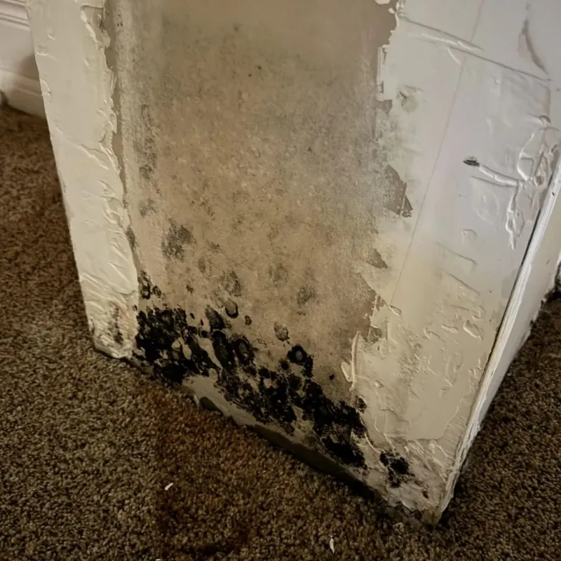 Professional Mold Removal in Hebbronville, TX